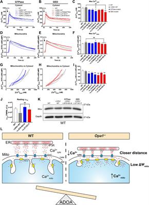 OPA1 Modulates Mitochondrial Ca2+ Uptake Through ER-Mitochondria Coupling